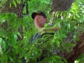 Pat in tree